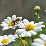 Erlebnis Bienenapartment Adamk * Zell-Pfarre