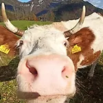 Erlebnis Bienenapartment Adamk *