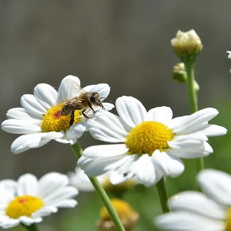 Erlebnis Bienenapartment Adamk * Zell-Pfarre