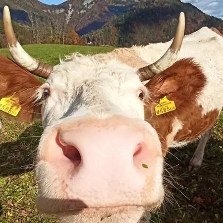 Erlebnis Bienenapartment Adamk *