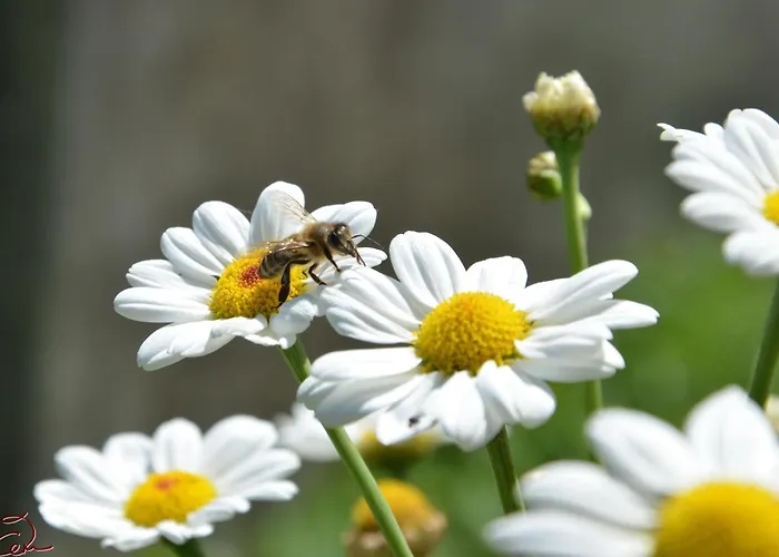 Erlebnis Bienenapartment Adamk * Zell-Pfarre
