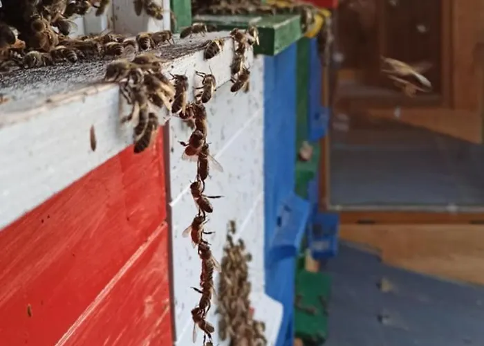 Erlebnis Bienenapartment Adamk Lägenhet Zell-Pfarre