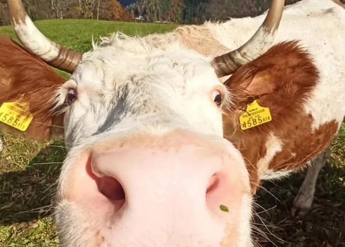 Erlebnis Bienenapartment Adamk *